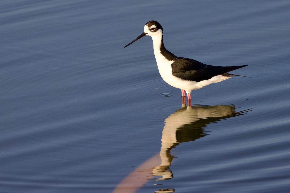 Black-necked Stilt - ML620174212