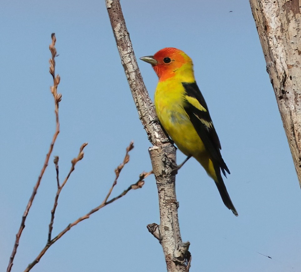 Western Tanager - ML620174213