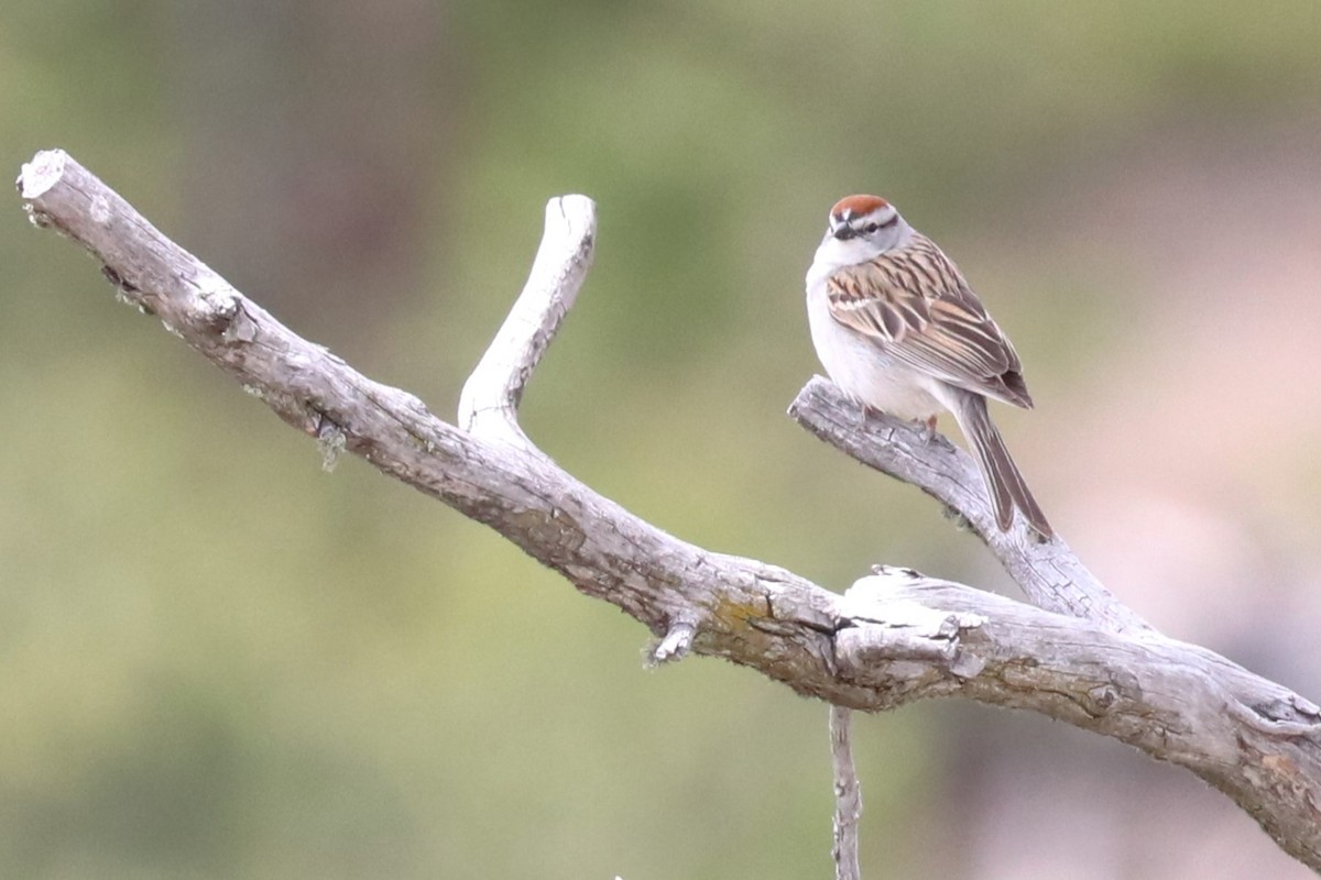 Chipping Sparrow - ML620174215