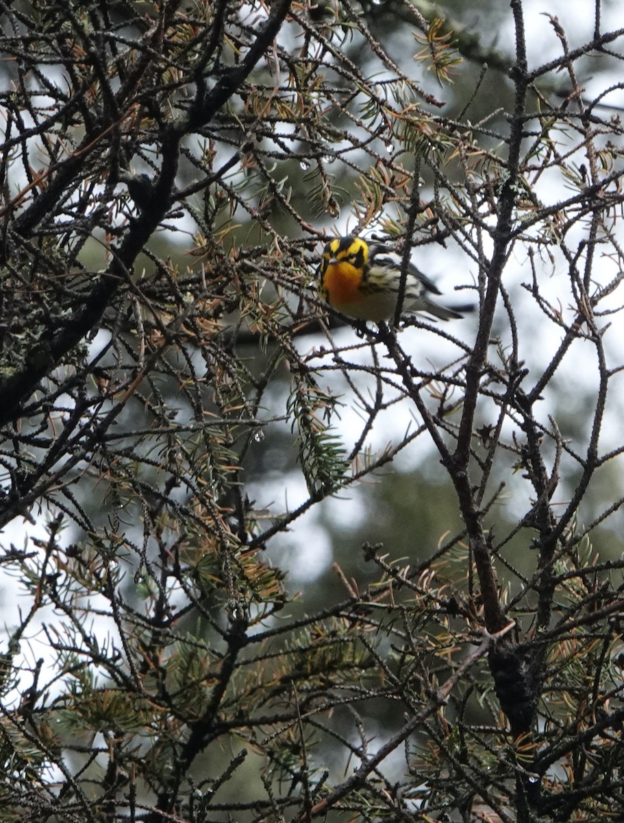 Blackburnian Warbler - ML620174222