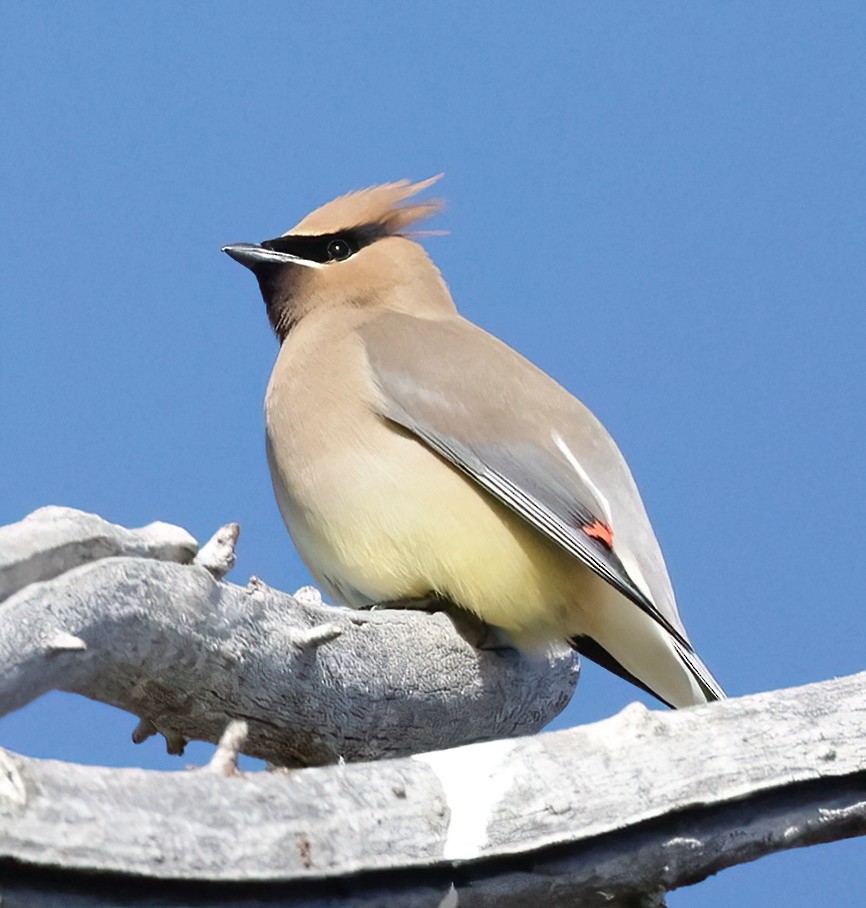 Cedar Waxwing - ML620174224