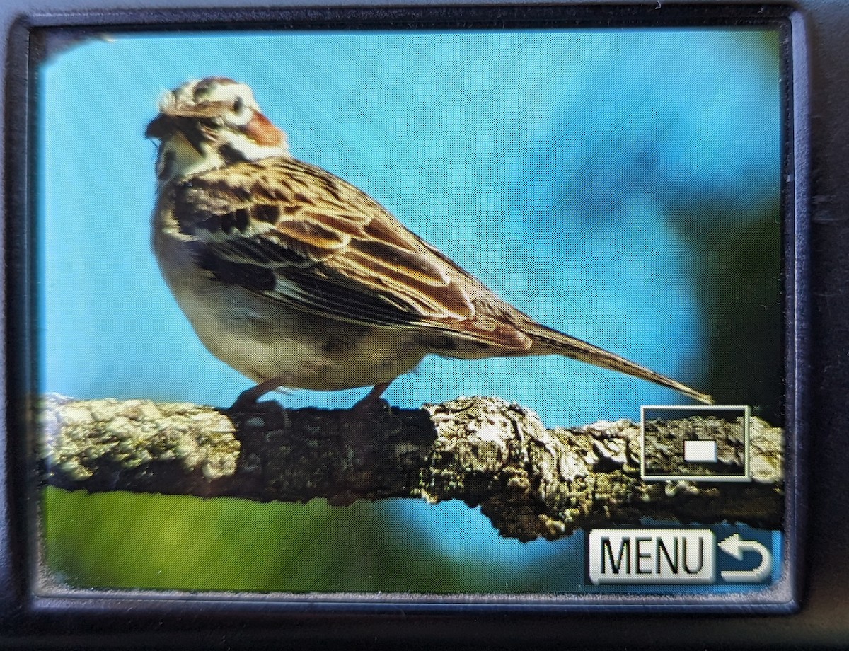 Lark Sparrow - ML620174247