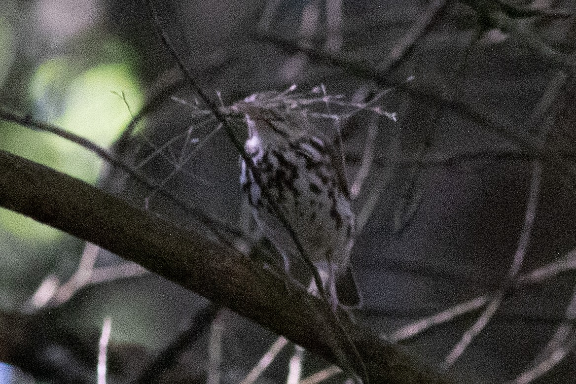 Paruline couronnée - ML620174250