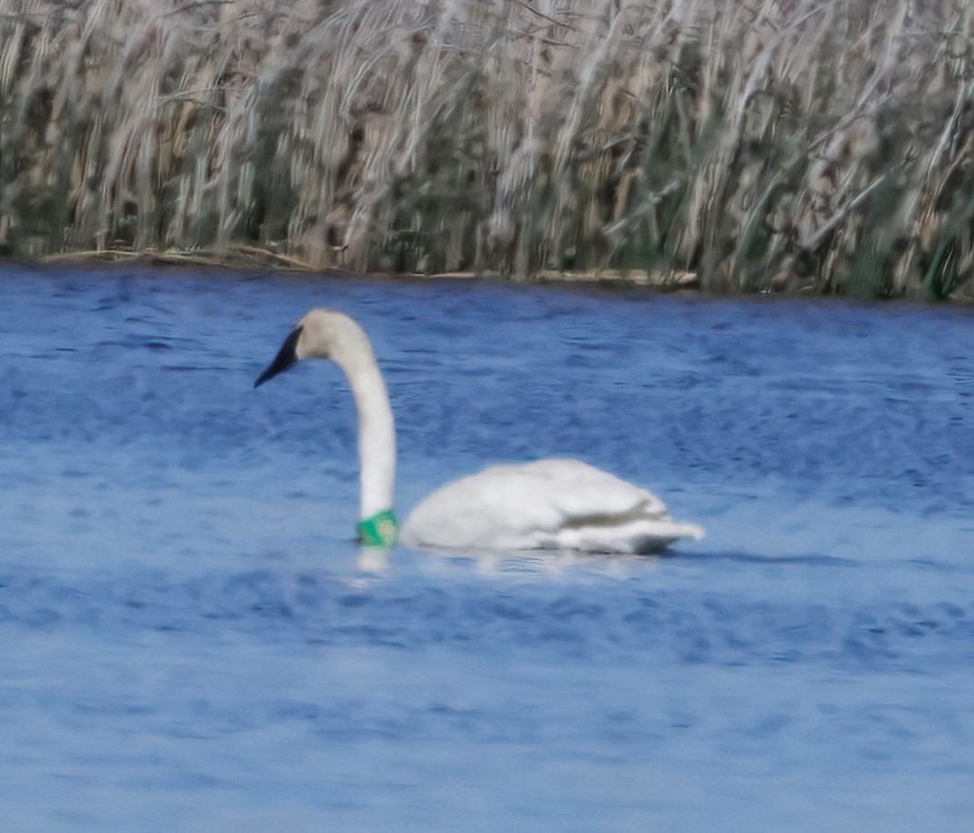 Trumpeter Swan - ML620174251