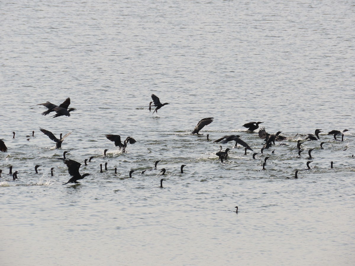 Indian Cormorant - ML620174260