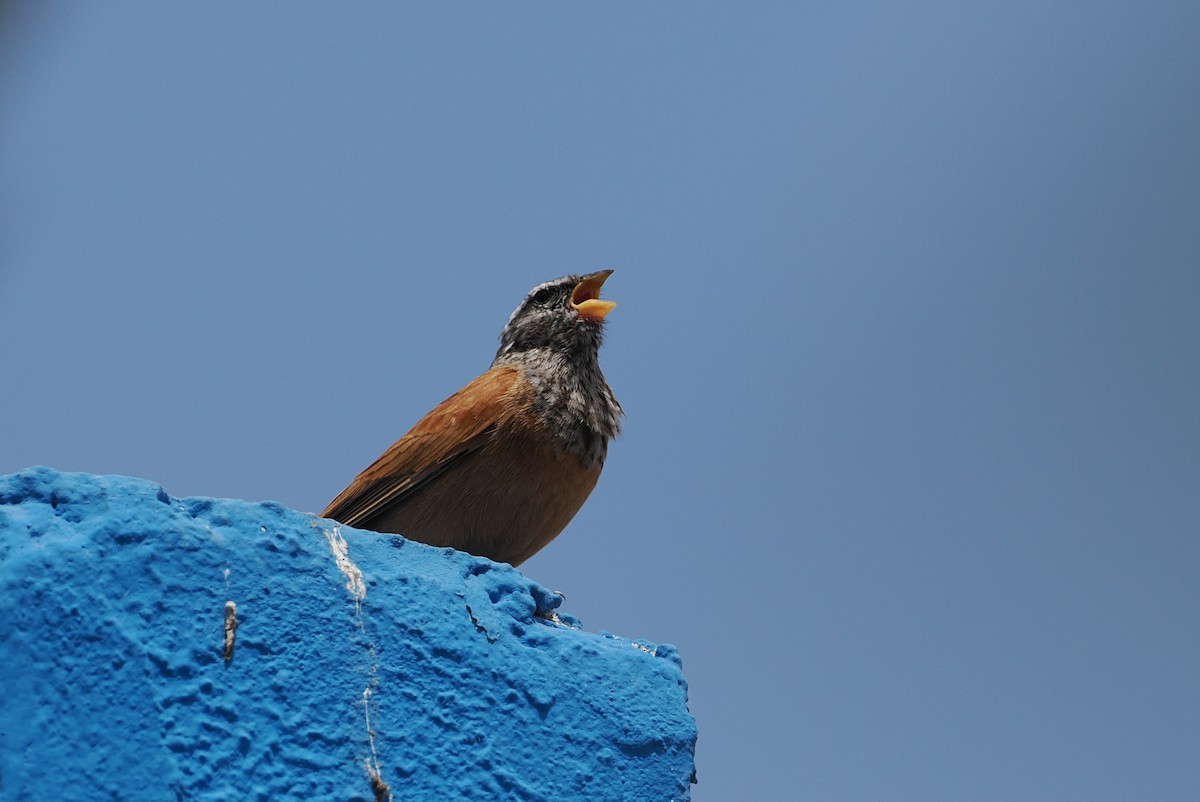 House Bunting - ML620174263