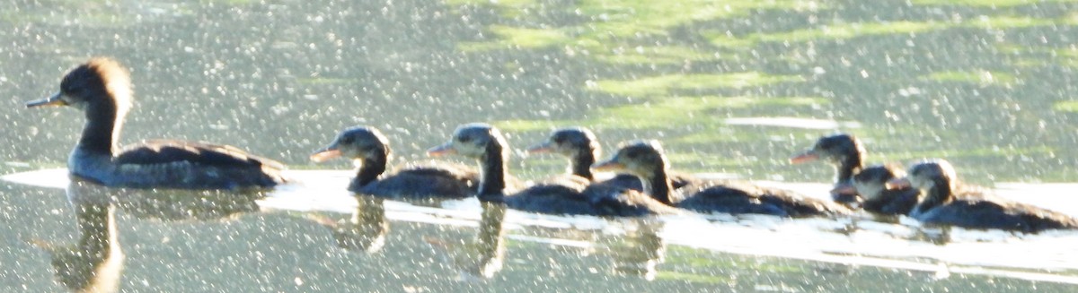 Hooded Merganser - ML620174266