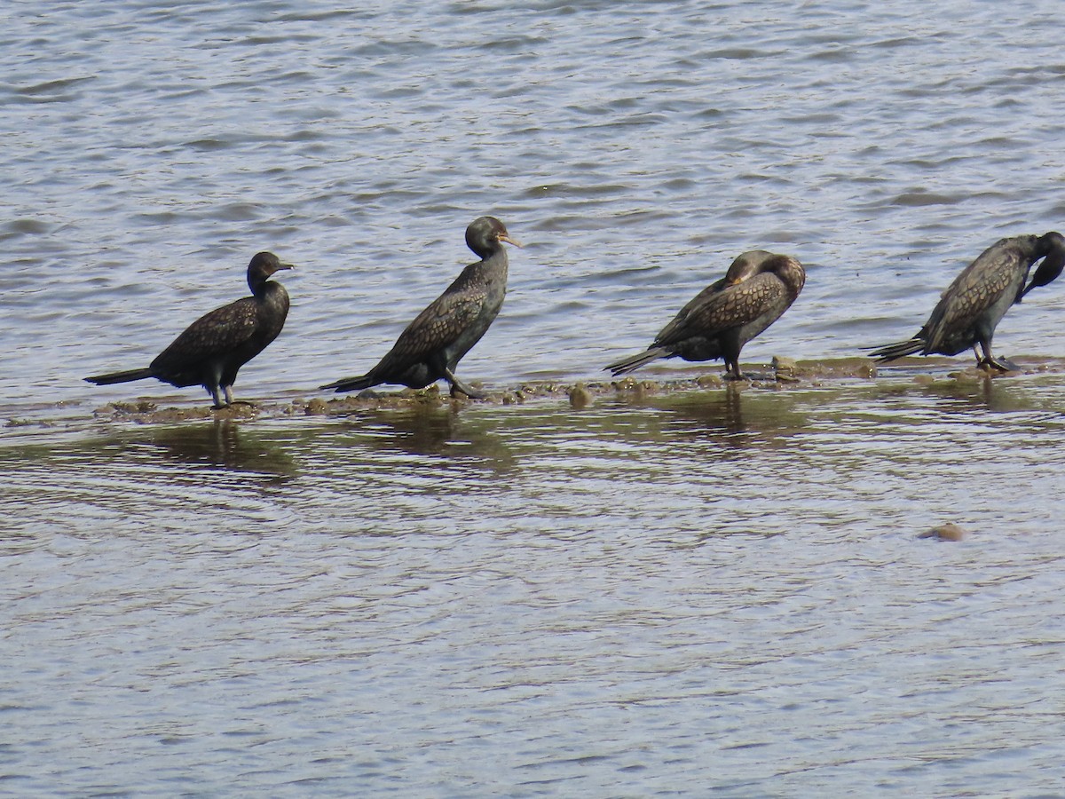 Cormoran à cou brun - ML620174267