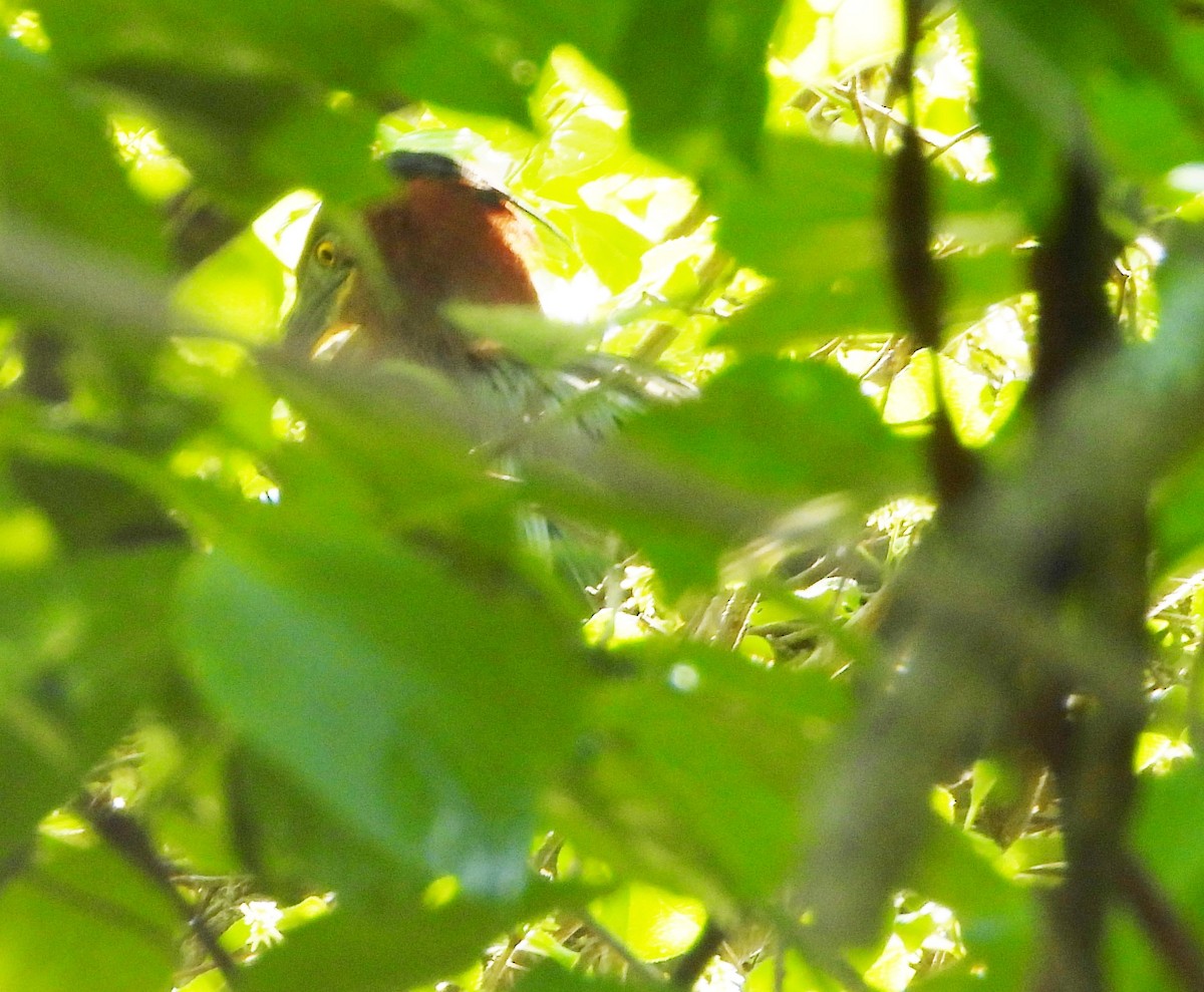 Green Heron - ML620174279