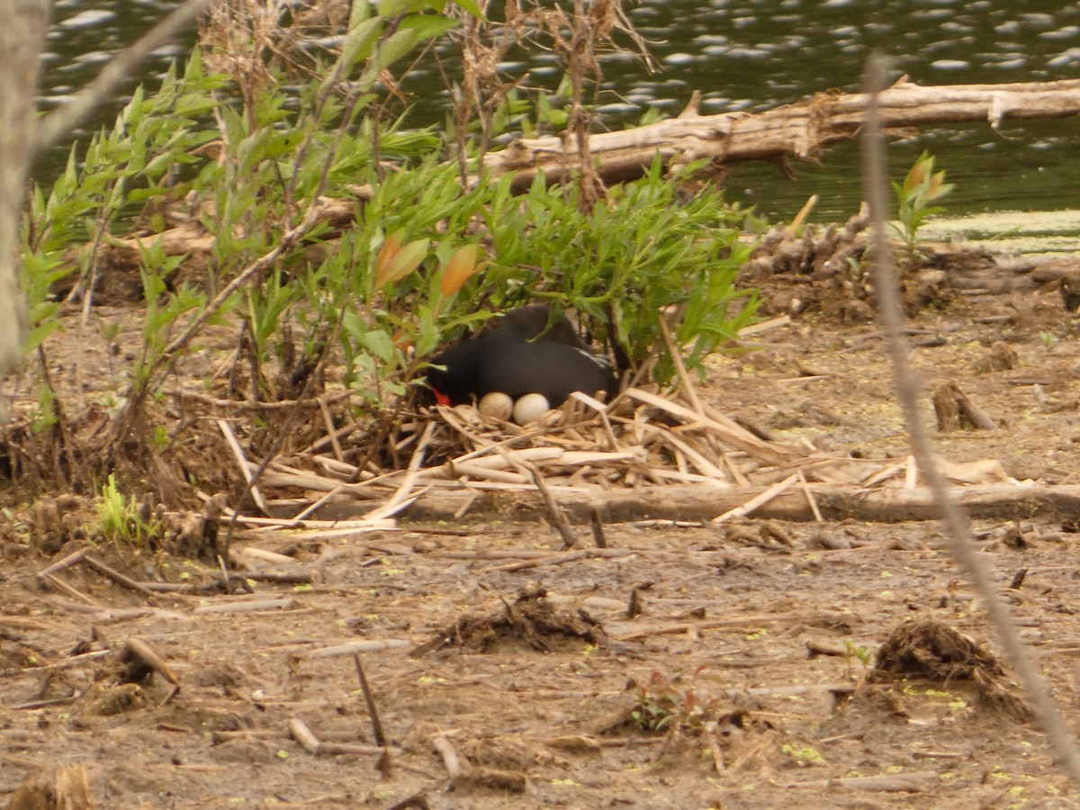 Gallinule d'Amérique - ML620174282