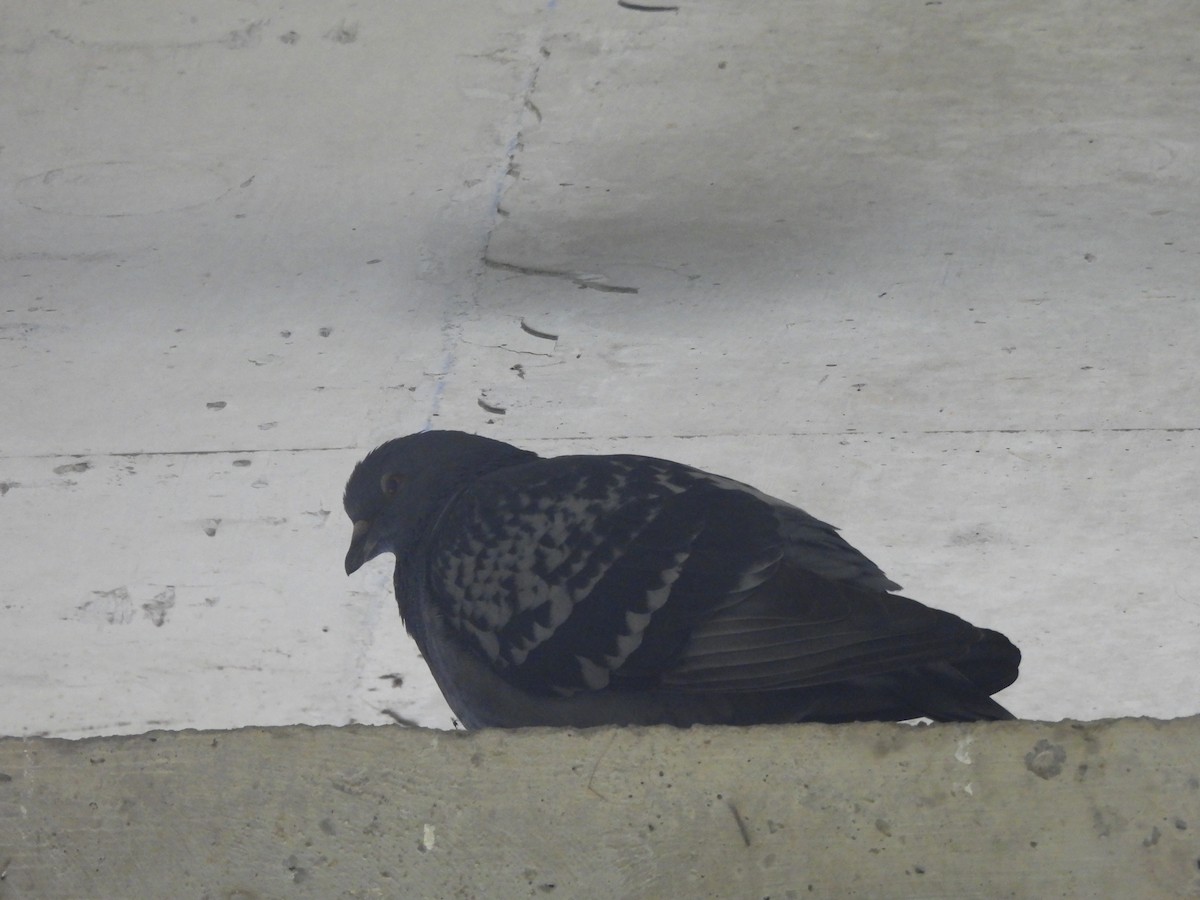 Rock Pigeon (Feral Pigeon) - ML620174286