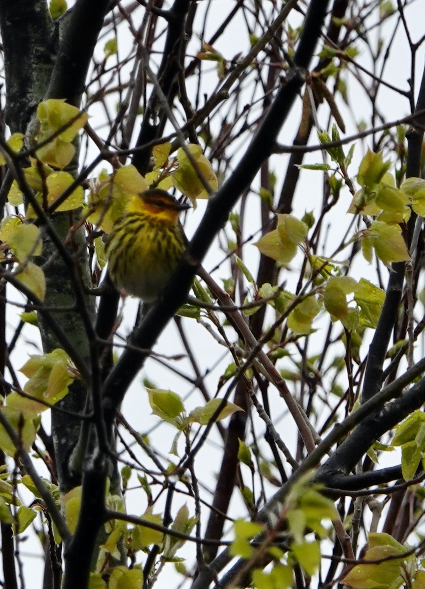 Cape May Warbler - ML620174289