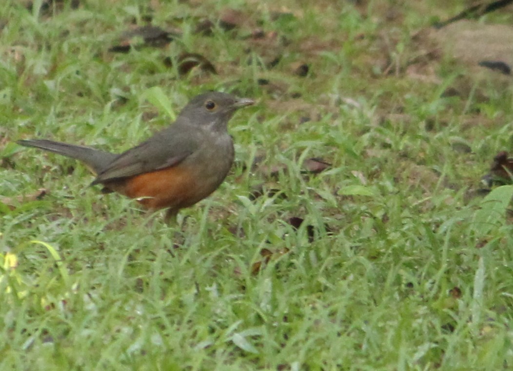 Rufous-bellied Thrush - ML620174291