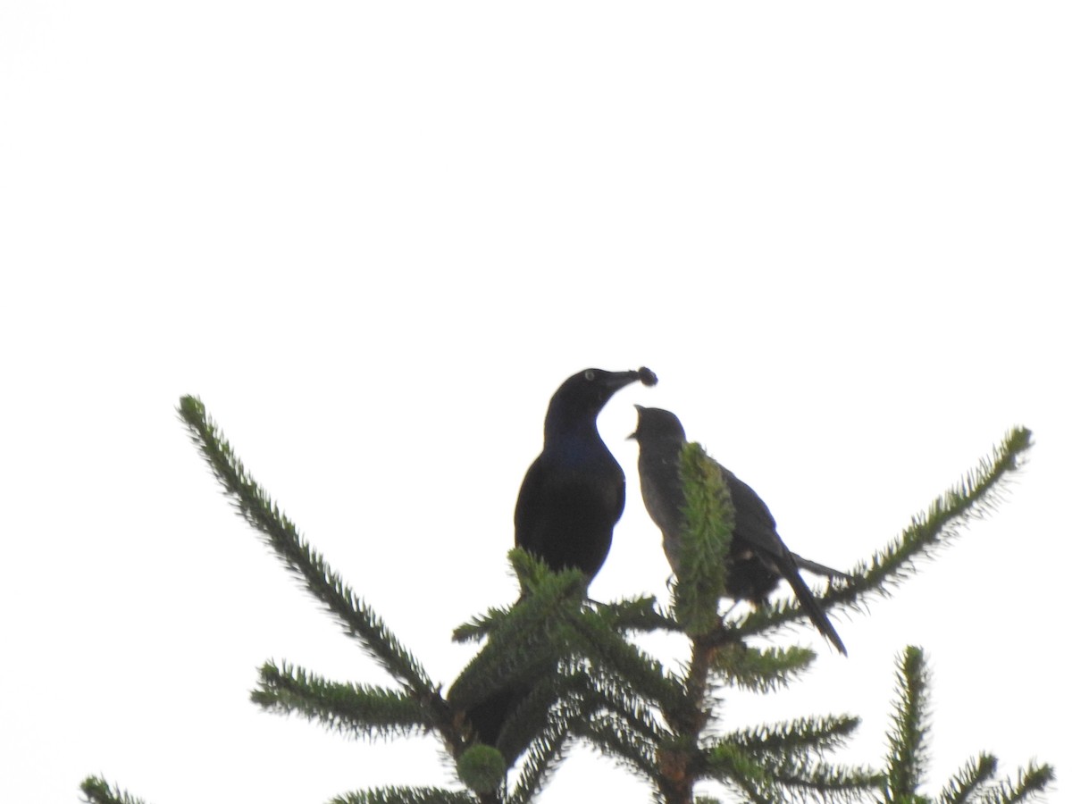 Common Grackle - ML620174298