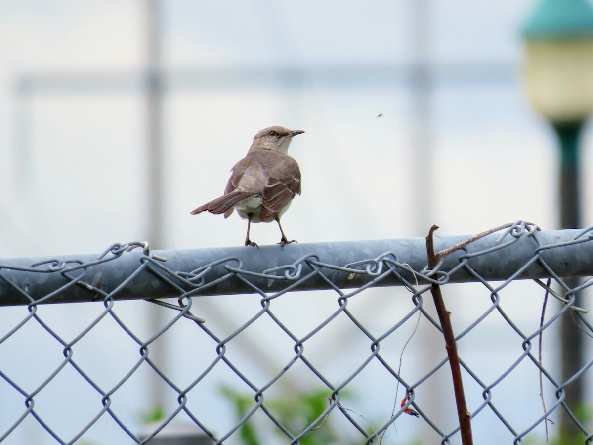 Northern Mockingbird - ML620174300