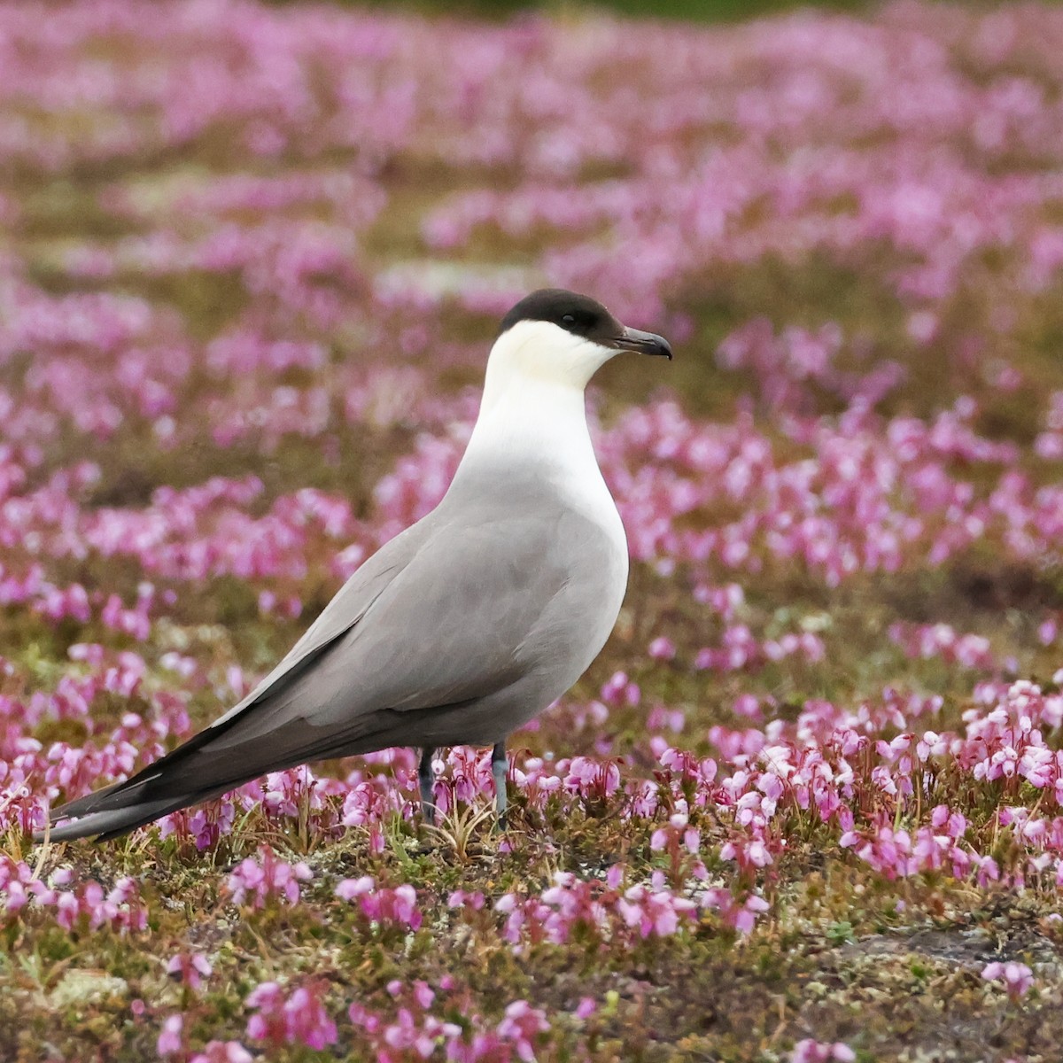 Long-tailed Jaeger - ML620174307