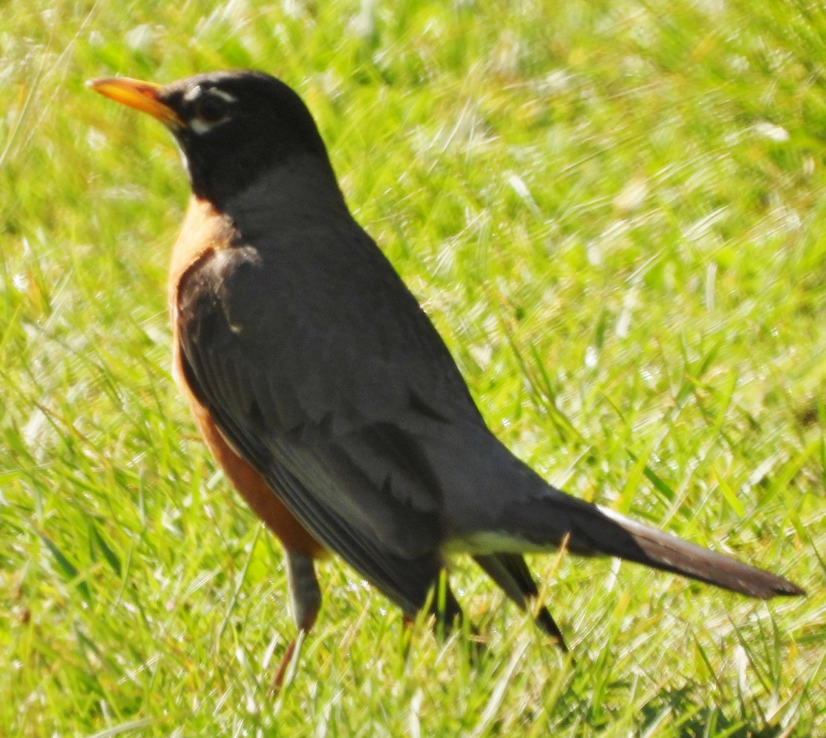 American Robin - ML620174315