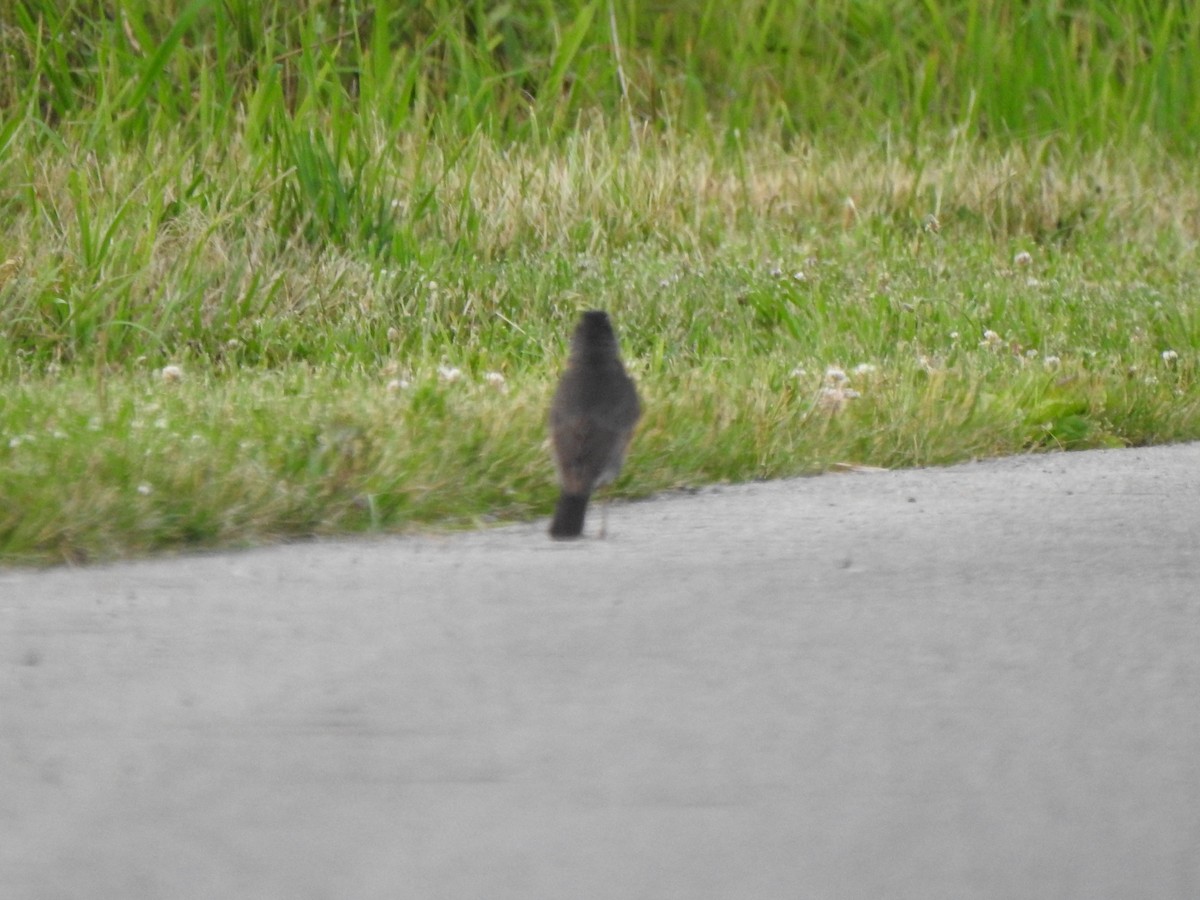 American Robin - ML620174316