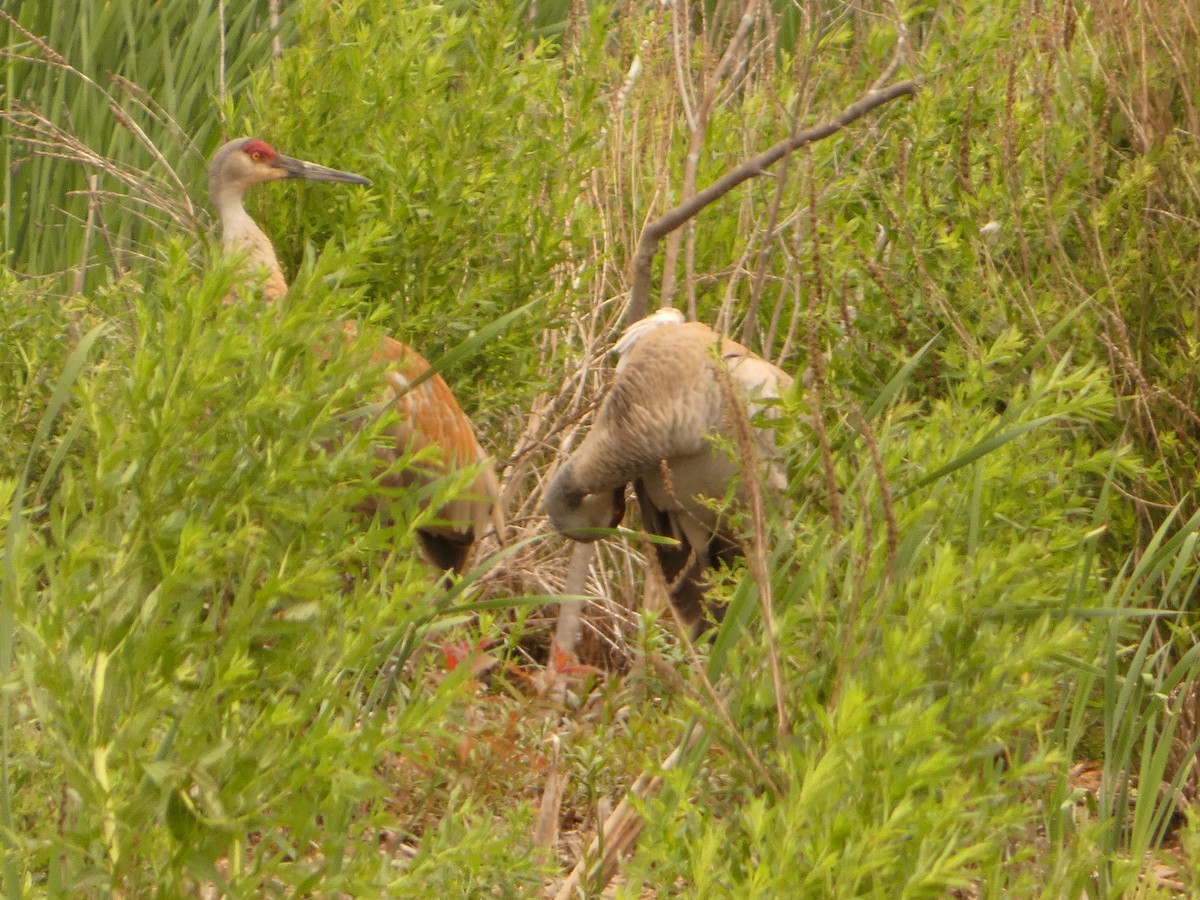 Sandhill Crane - ML620174325