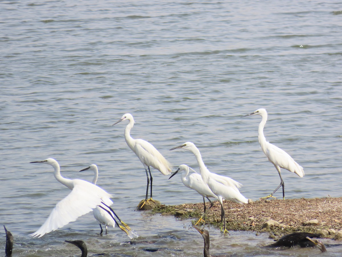 Little Egret - ML620174329