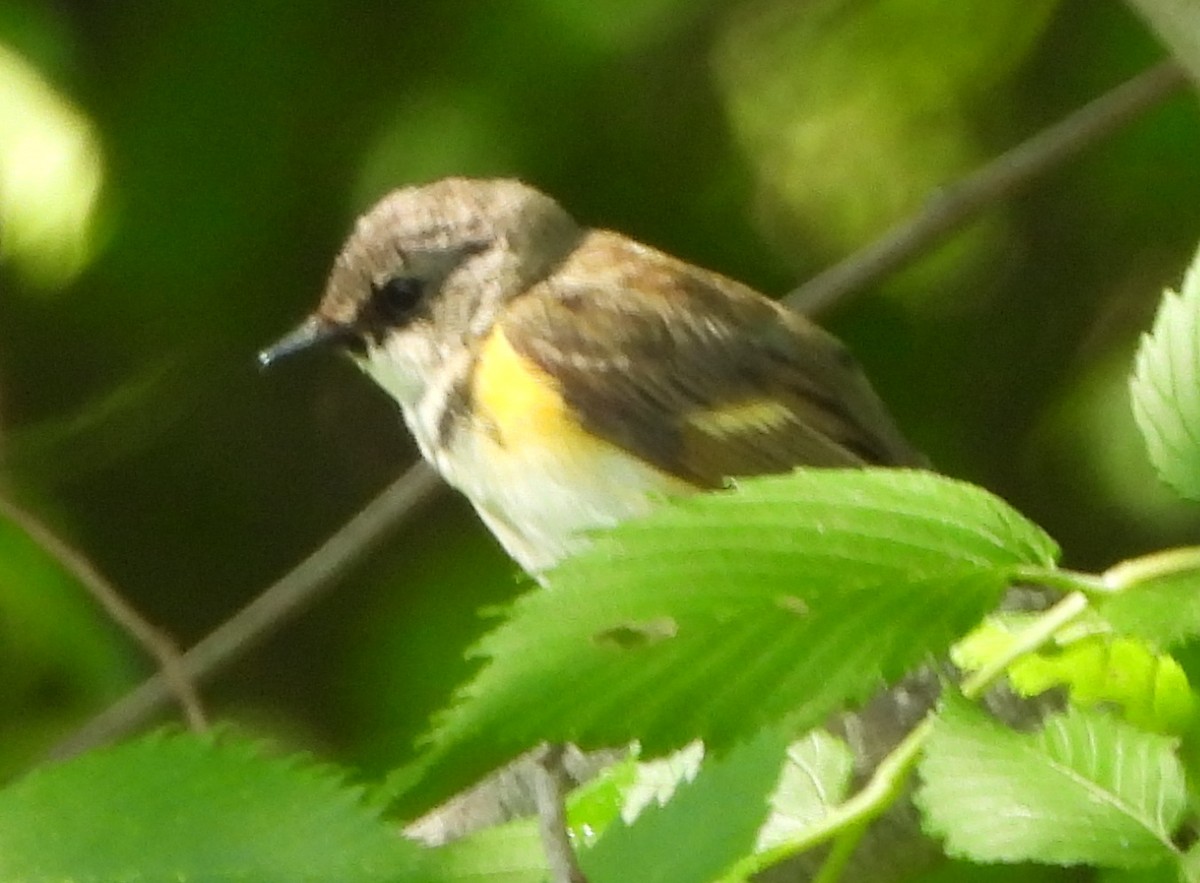 American Redstart - ML620174330