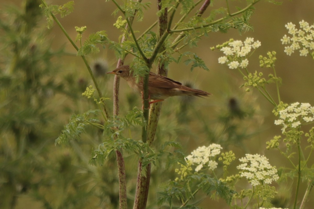 Common Grasshopper Warbler - ML620174335