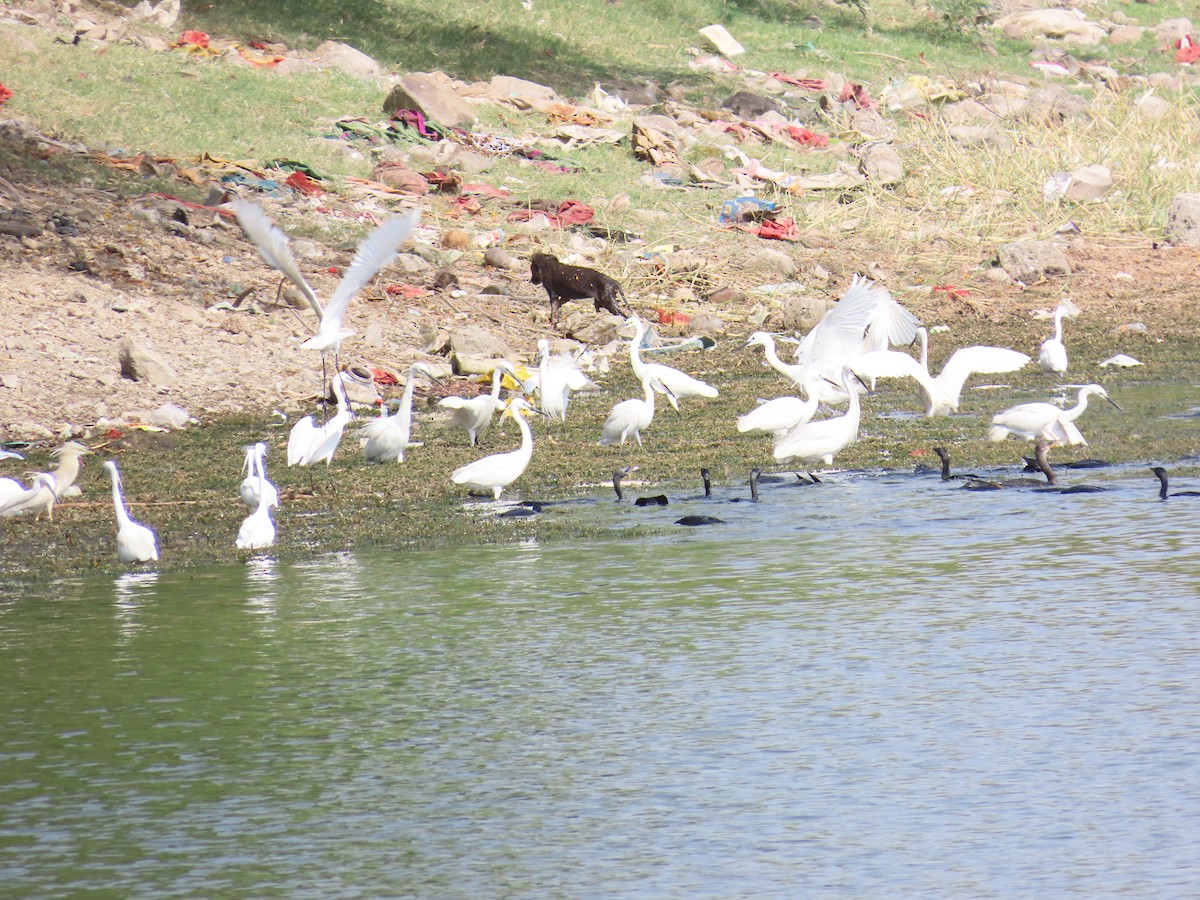 Little Egret - ML620174337