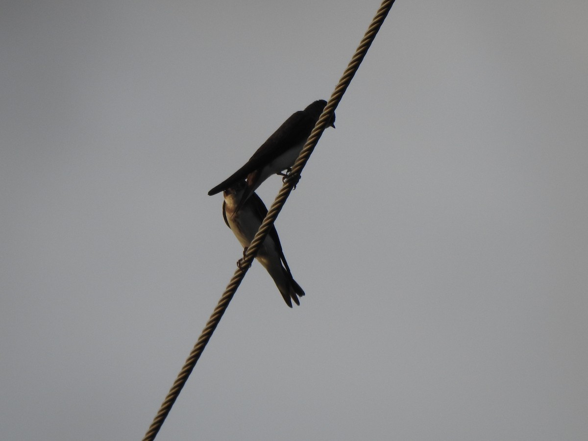 Bank Swallow - ML620174342