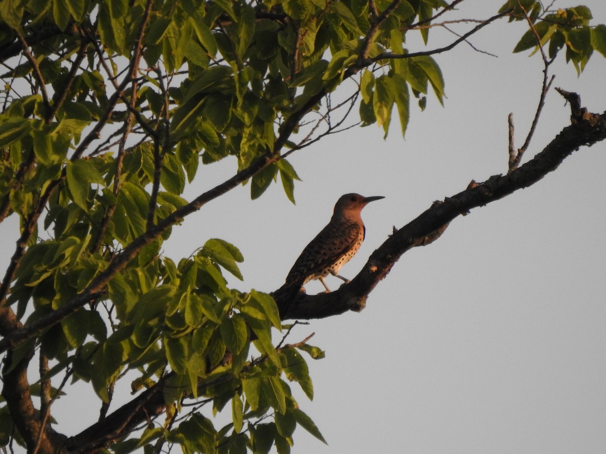 Northern Flicker - ML620174345