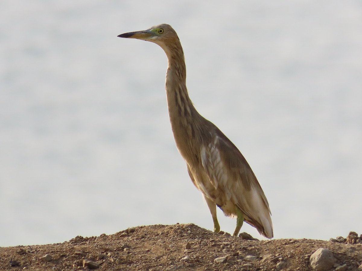 Indian Pond-Heron - ML620174349