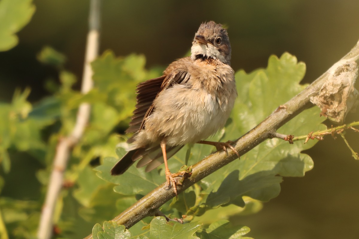 Greater Whitethroat - ML620174352