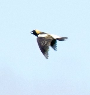 Bobolink - ML620174361