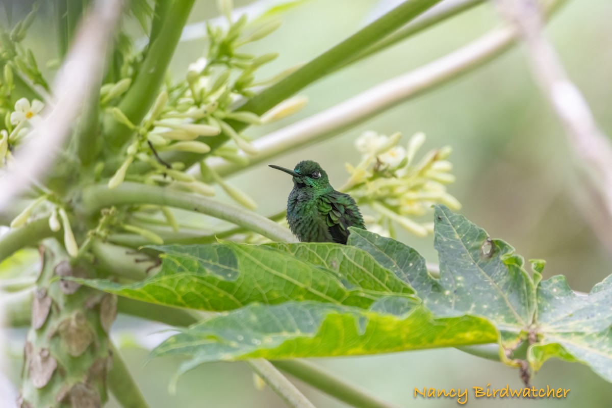 Green-crowned Brilliant - ML620174368