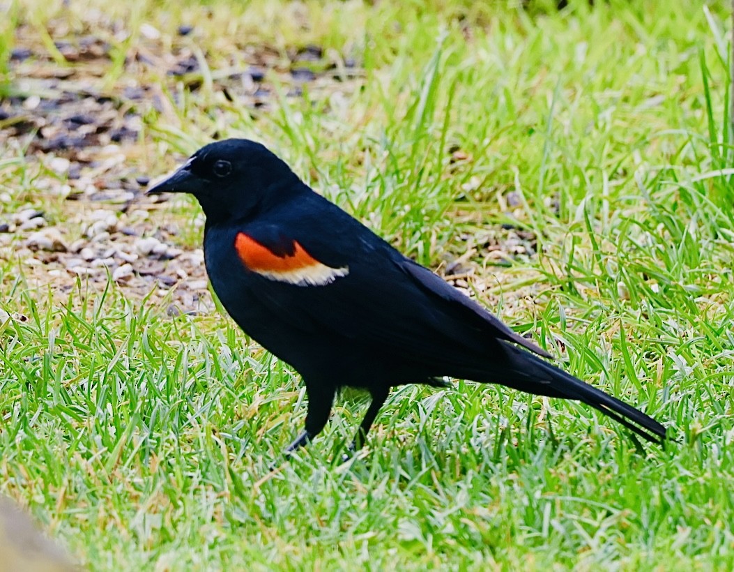 Red-winged Blackbird - ML620174370
