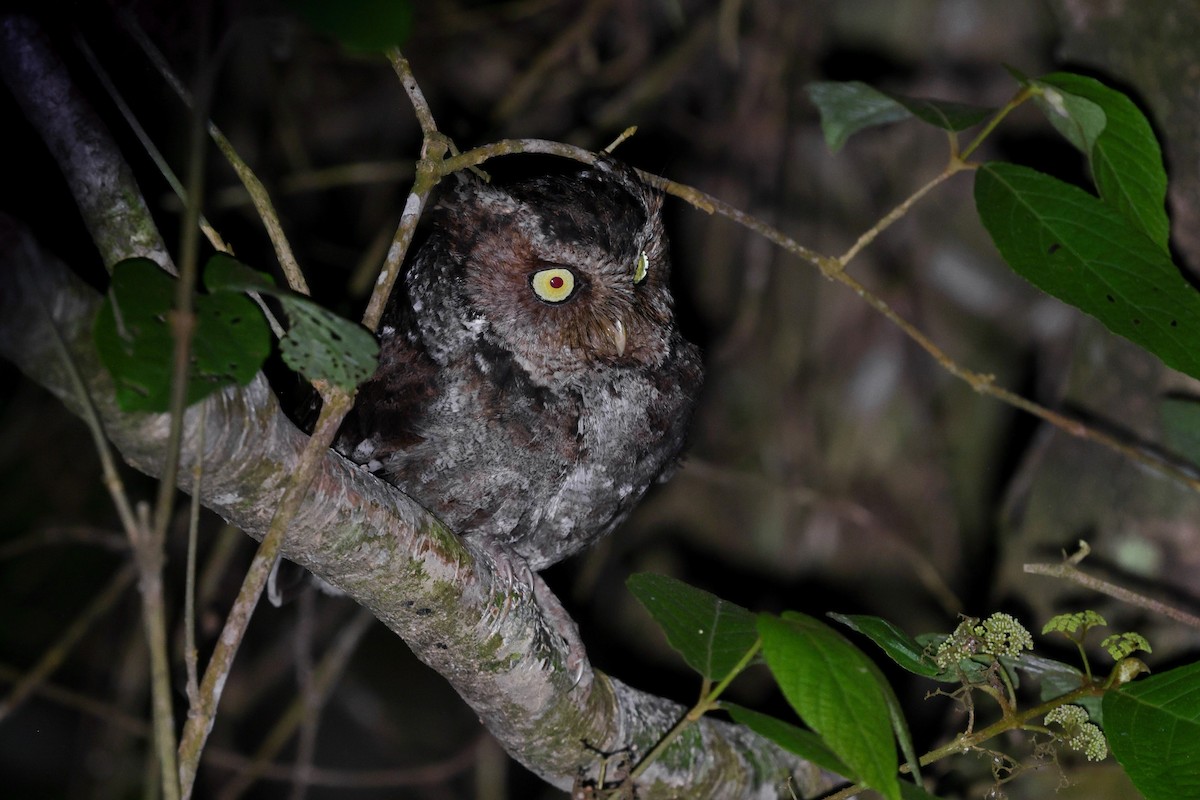 Mountain Scops-Owl - ML620174378