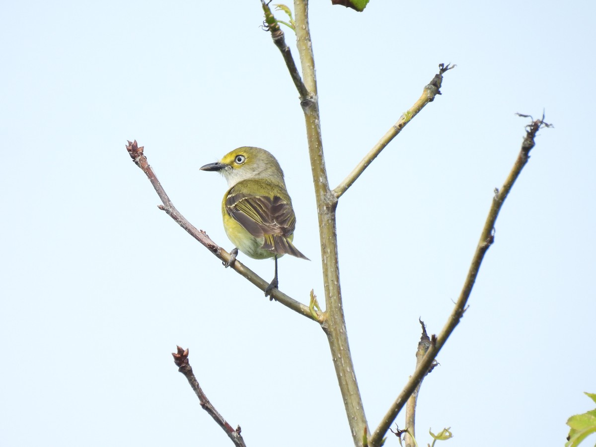 Weißaugenvireo - ML620174382