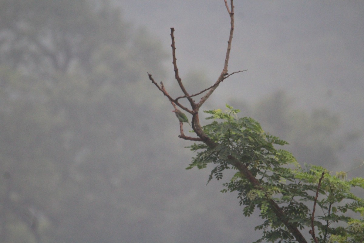 Brown-headed Barbet - ML620174387