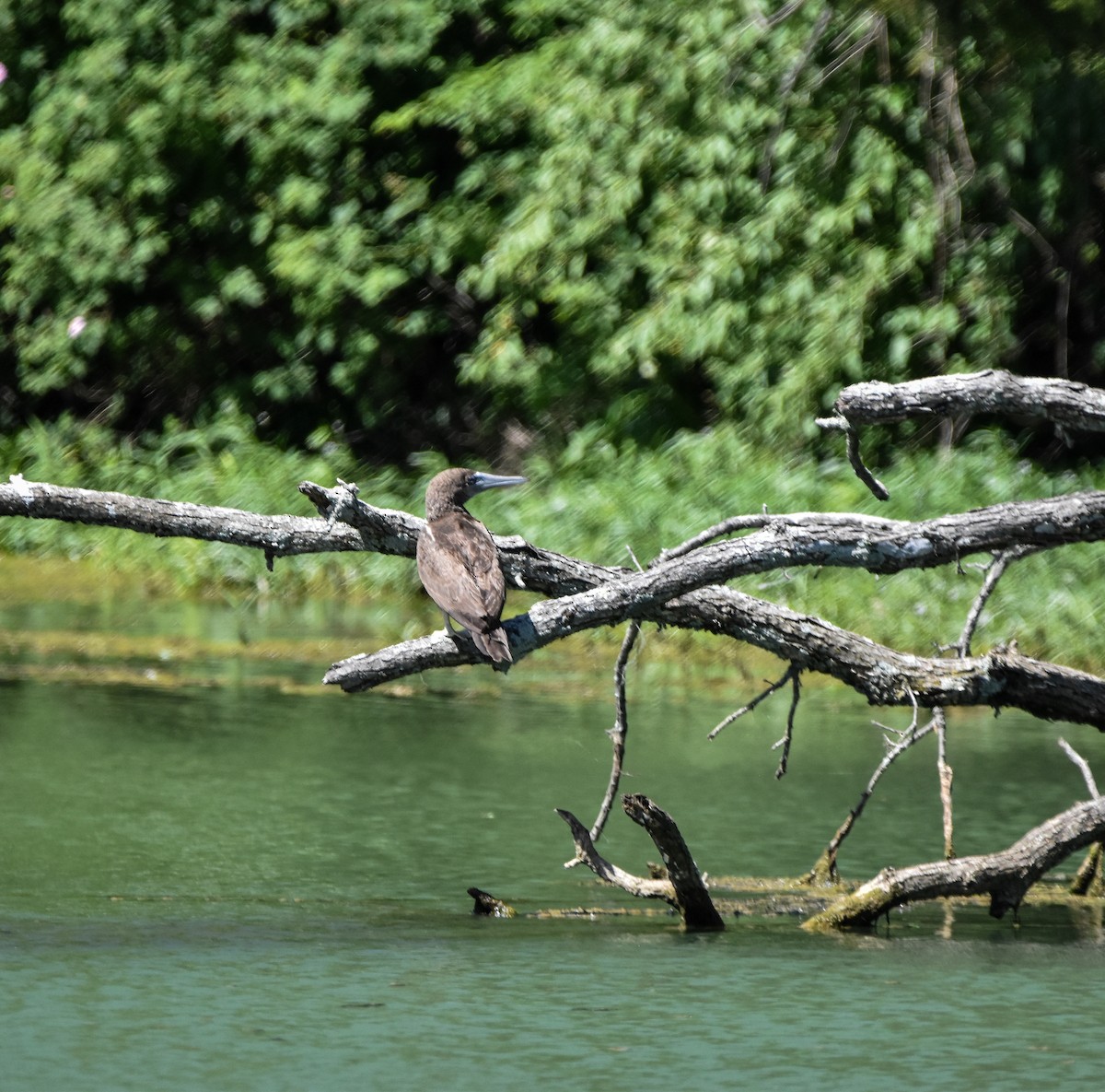 Brown Booby - ML620174389