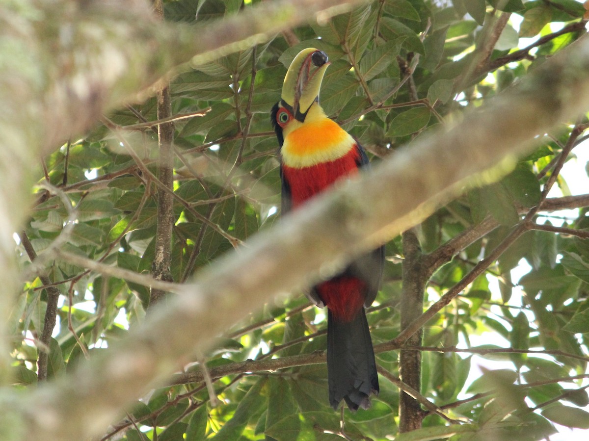 Red-breasted Toucan - ML620174392