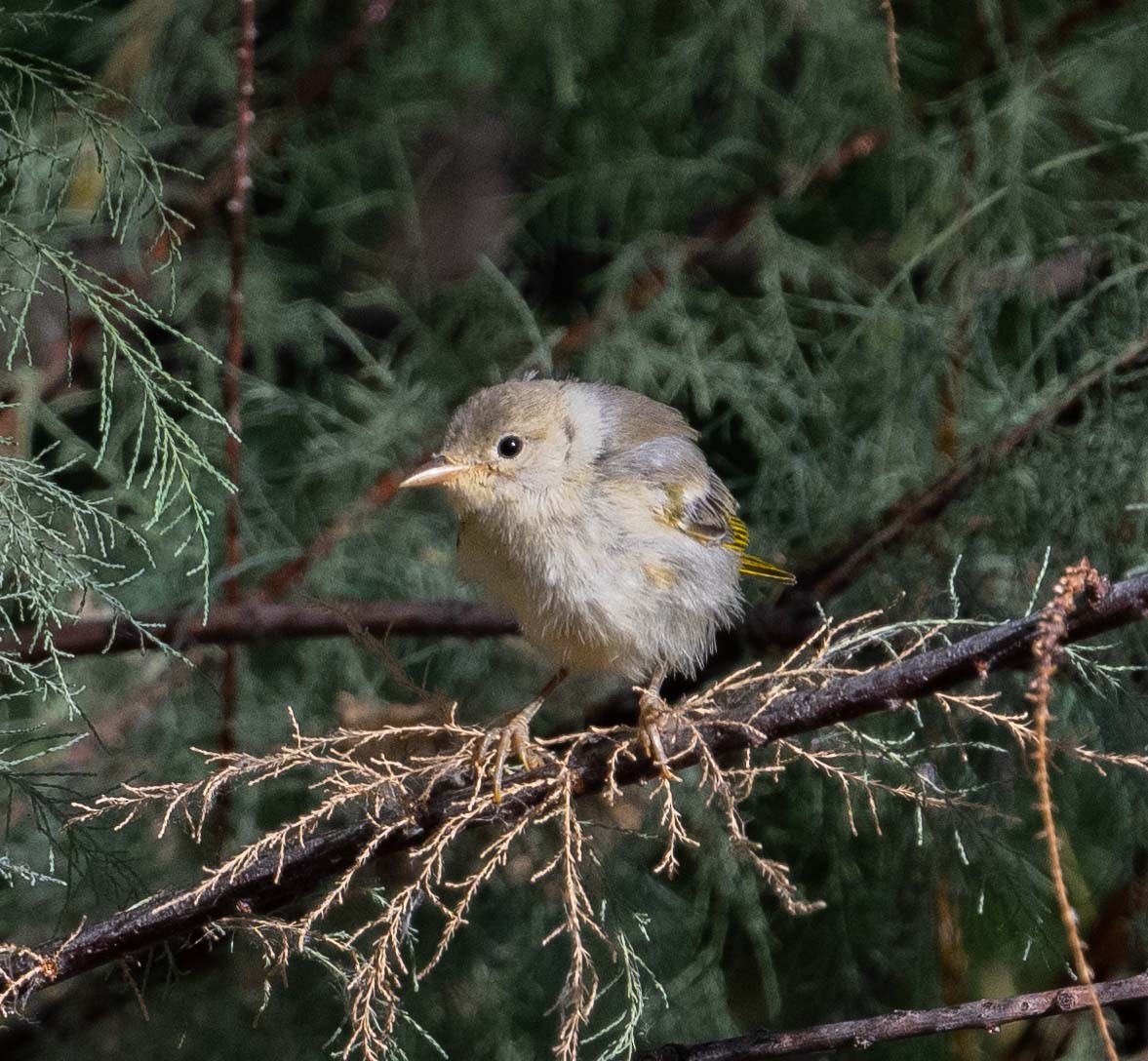 Yellow Warbler - ML620174393