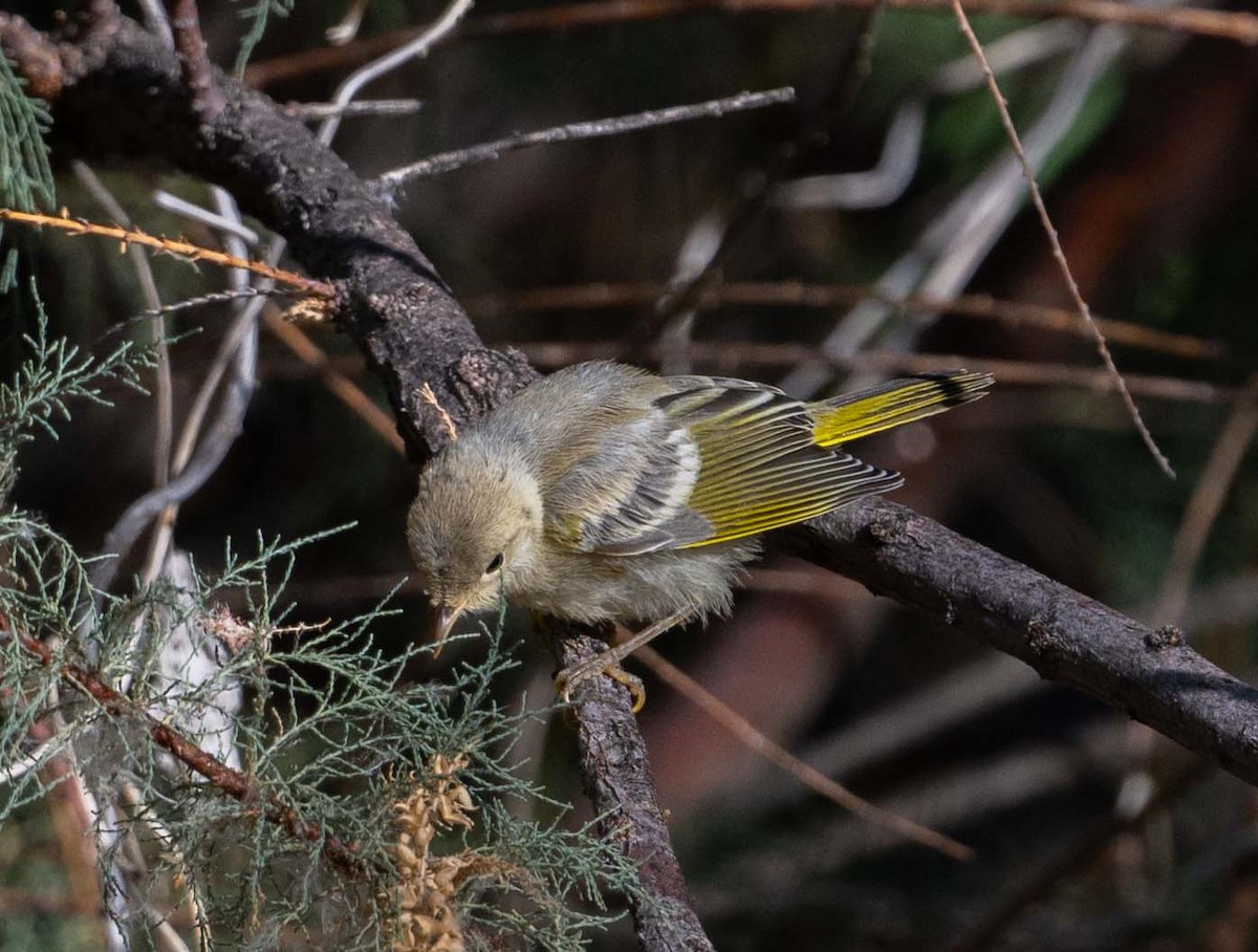 Yellow Warbler - ML620174394