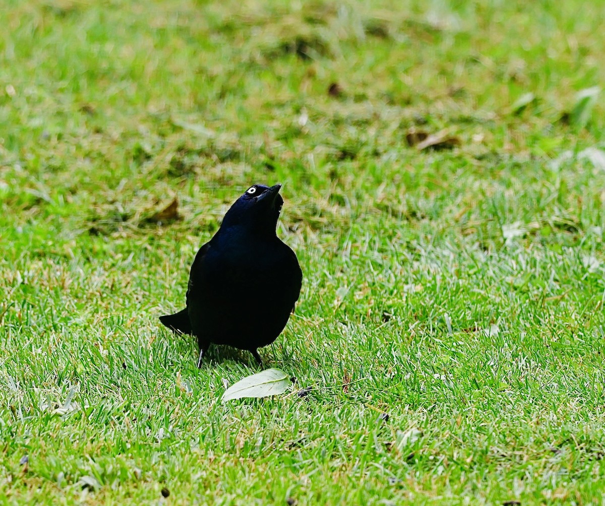 Common Grackle - ML620174400