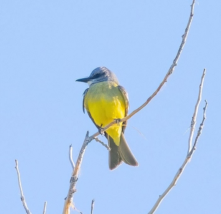 Tropical Kingbird - ML620174403