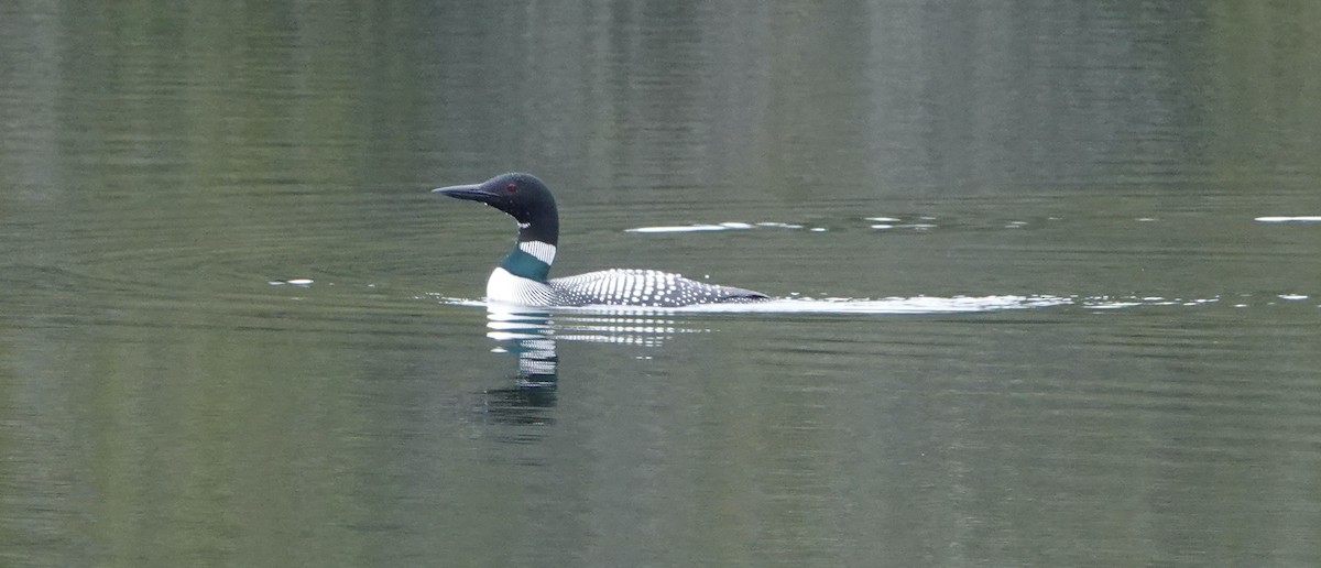 Common Loon - ML620174405