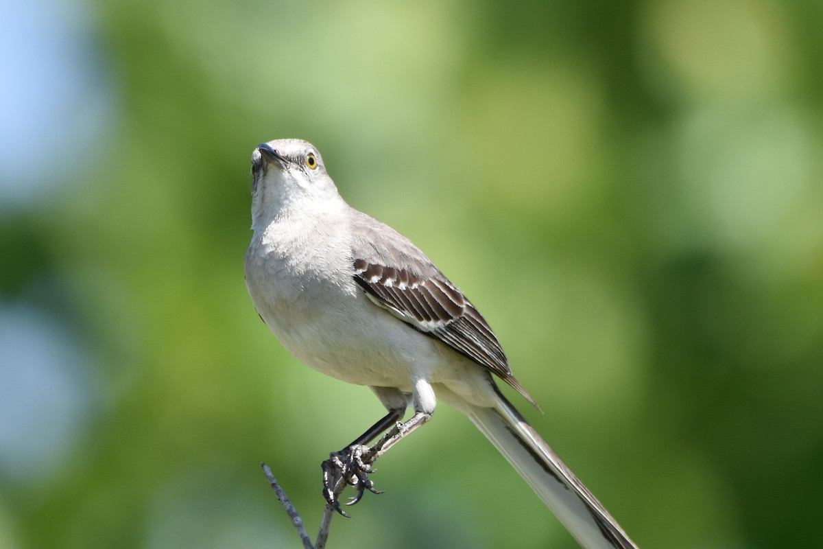 Northern Mockingbird - ML620174406