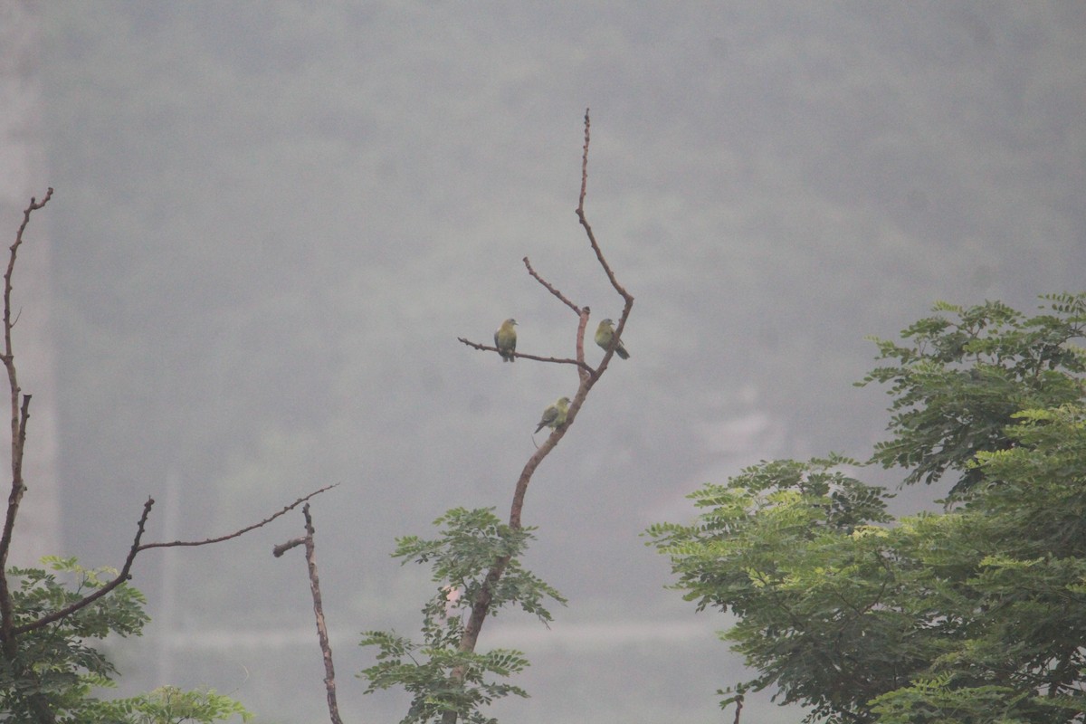 Yellow-footed Green-Pigeon - ML620174407