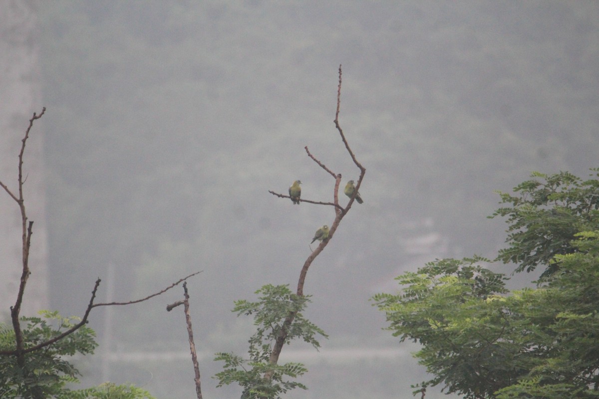 Yellow-footed Green-Pigeon - ML620174408