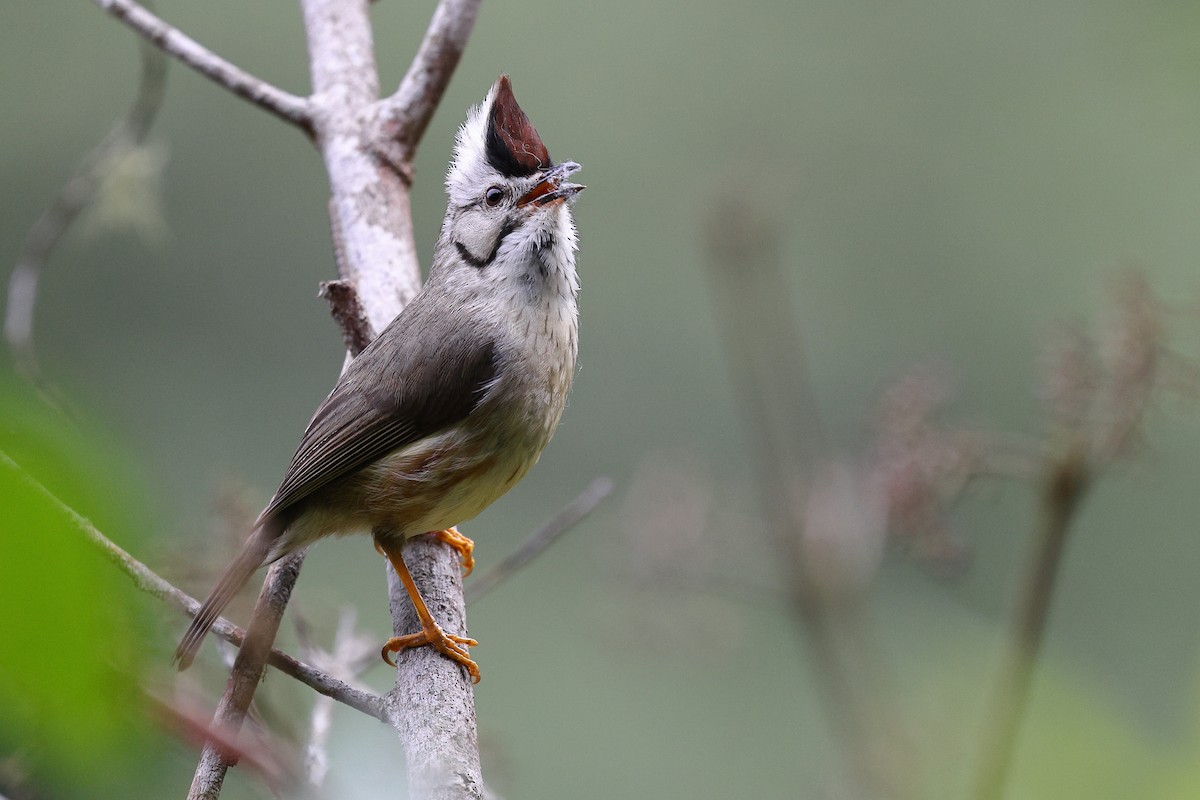 Yuhina de Formosa - ML620174420