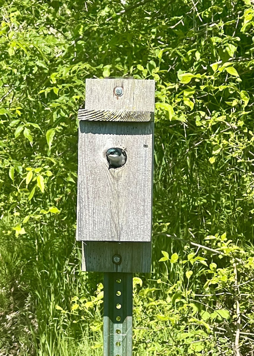 Tree Swallow - ML620174422