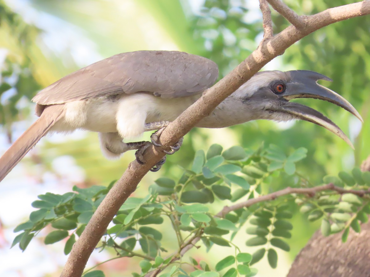 Indian Gray Hornbill - ML620174423